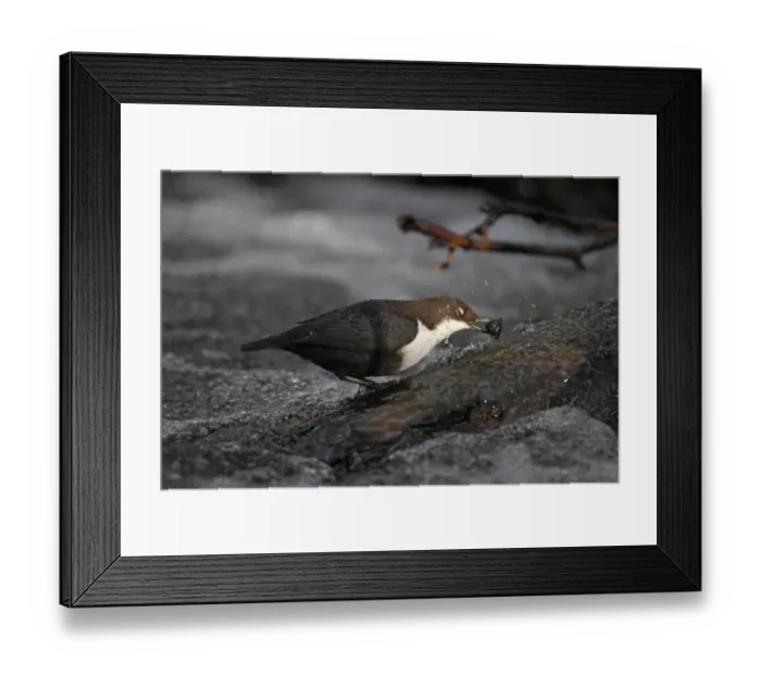 Framed Print : Black-bellied Dipper (Cinclus cinclus cinclus) adult, with nictitating membrane closed, feeding in turbulent water Framed Print : Black-bellied Dipper (Cinclus cinclus cinclus) adult, with nictitating membrane closed, feeding in turbulent water