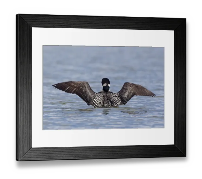 Framed Print : Great Northern Diver (Gavia immer) adult, breeding plumage, rear view, flapping wings on water, Lake Myvatn, Iceland Framed Print : Great Northern Diver (Gavia immer) adult, breeding plumage, rear view, flapping wings on water, Lake Myvatn, Iceland