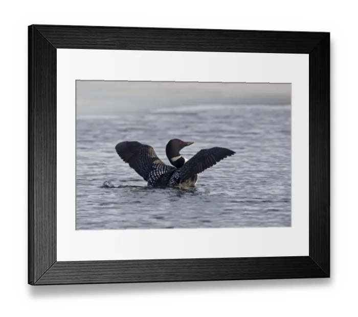 Framed Print : Great Northern Diver (Gavia immer) adult, breeding plumage, flapping wings on lake, Lake Myvatn, Iceland, May Framed Print : Great Northern Diver (Gavia immer) adult, breeding plumage, flapping wings on lake, Lake Myvatn, Iceland, May