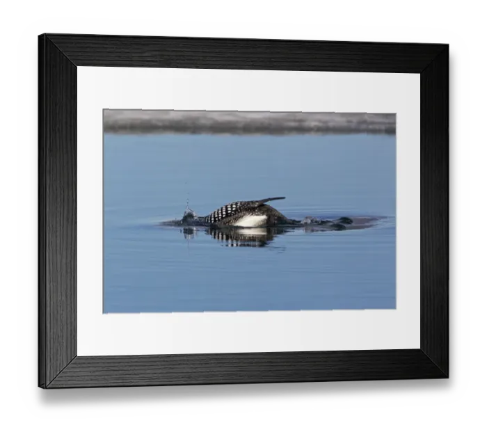 Framed Print : Great Northern Diver (Gavia immer) adult, breeding plumage, diving on partially frozen lake, Lake Myvatn, Iceland, May Framed Print : Great Northern Diver (Gavia immer) adult, breeding plumage, diving on partially frozen lake, Lake Myvatn, Iceland, May