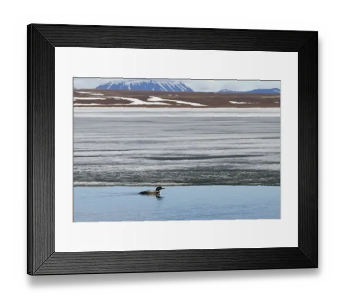 Framed Print : Great Northern Diver (Gavia immer) adult, breeding plumage, swimming on partially frozen lake habitat, Lake Myvatn Framed Print : Great Northern Diver (Gavia immer) adult, breeding plumage, swimming on partially frozen lake habitat, Lake Myvatn