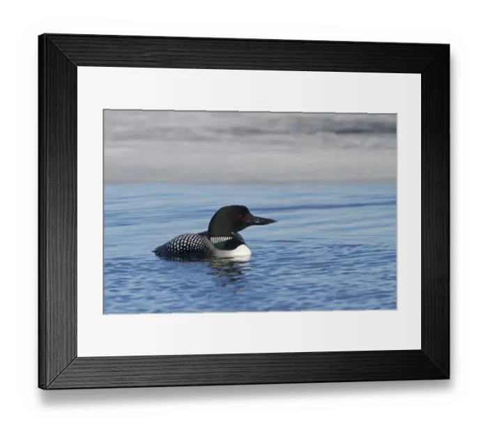 Framed Print : Great Northern Diver (Gavia immer) adult, breeding plumage, swimming on partially frozen lake, Lake Myvatn, Iceland Framed Print : Great Northern Diver (Gavia immer) adult, breeding plumage, swimming on partially frozen lake, Lake Myvatn, Iceland
