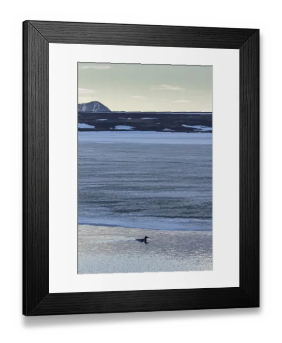 Framed Print : Great Northern Diver (Gavia immer) adult, breeding plumage, swimming on partially frozen lake habitat at dawn