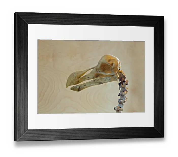 Framed Print : Dodo (Raphus cucullatus) skull, Gerald Durrell Conservation Trust, Jersey Framed Print : Dodo (Raphus cucullatus) skull, Gerald Durrell Conservation Trust, Jersey