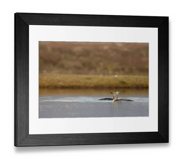 Framed Print : Red-throated Diver (Gavia stellata) adult pair, breeding plumage, swimming on small pool in arctic tundra, Svalbard Framed Print : Red-throated Diver (Gavia stellata) adult pair, breeding plumage, swimming on small pool in arctic tundra, Svalbard