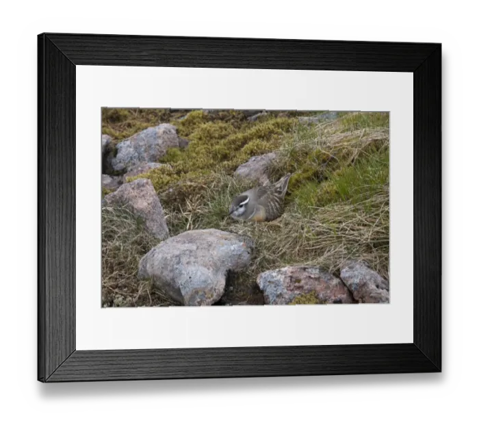 Framed Print : Eurasian Dotterel (Charadrius morinellus) adult male, sitting on nest, Aviemore, Cairngorms N. P Framed Print : Eurasian Dotterel (Charadrius morinellus) adult male, sitting on nest, Aviemore, Cairngorms N. P