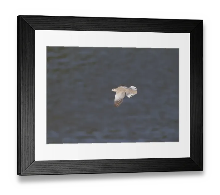 Framed Print : Eurasian Collared Dove (Streptopelia decaocto) adult, in flight over water, Castilla y Leon, Spain, May Framed Print : Eurasian Collared Dove (Streptopelia decaocto) adult, in flight over water, Castilla y Leon, Spain, May
