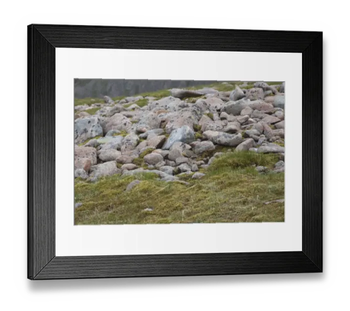 Framed Print : Eurasian Dotterel (Charadrius morinellus) adult male, standing amongst rocks, Aviemore, Cairngorms N. P Framed Print : Eurasian Dotterel (Charadrius morinellus) adult male, standing amongst rocks, Aviemore, Cairngorms N. P
