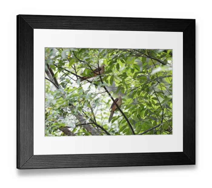 Framed Print : Slender-billed Cuckoo-dove (Macropygia amboinensis carteretia) adult pair, perched on branch, New Ireland Framed Print : Slender-billed Cuckoo-dove (Macropygia amboinensis carteretia) adult pair, perched on branch, New Ireland