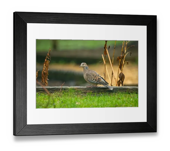 Framed Print : Oriental Turtle-dove (Streptopelia orientalis orientalis) immature, first winter plumage, standing during rainfall Framed Print : Oriental Turtle-dove (Streptopelia orientalis orientalis) immature, first winter plumage, standing during rainfall