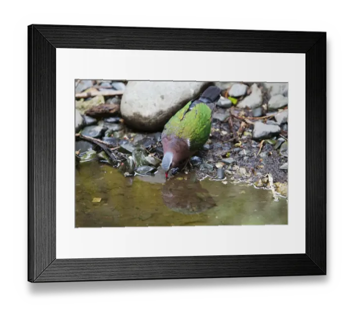 Framed Print : Emerald Dove (Chalcophaps indica) adult, drinking from pool, Durrell Wildlife Park (Jersey Zoo) Framed Print : Emerald Dove (Chalcophaps indica) adult, drinking from pool, Durrell Wildlife Park (Jersey Zoo)