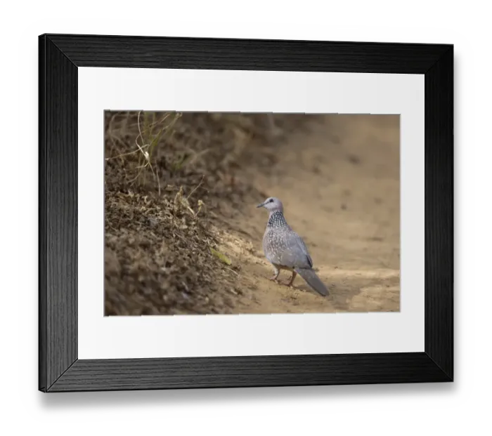 Framed Print : Spotted Dove (Streptopelia chinensis) adult, standing on track, Ranthambore N. P. Rajasthan, India, March Framed Print : Spotted Dove (Streptopelia chinensis) adult, standing on track, Ranthambore N. P. Rajasthan, India, March