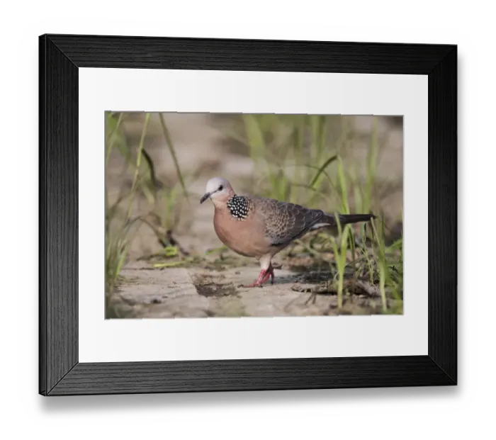 Framed Print : Spotted Dove (Spilopelia chinensis) adult, walking on ground, Hong Kong, China, September