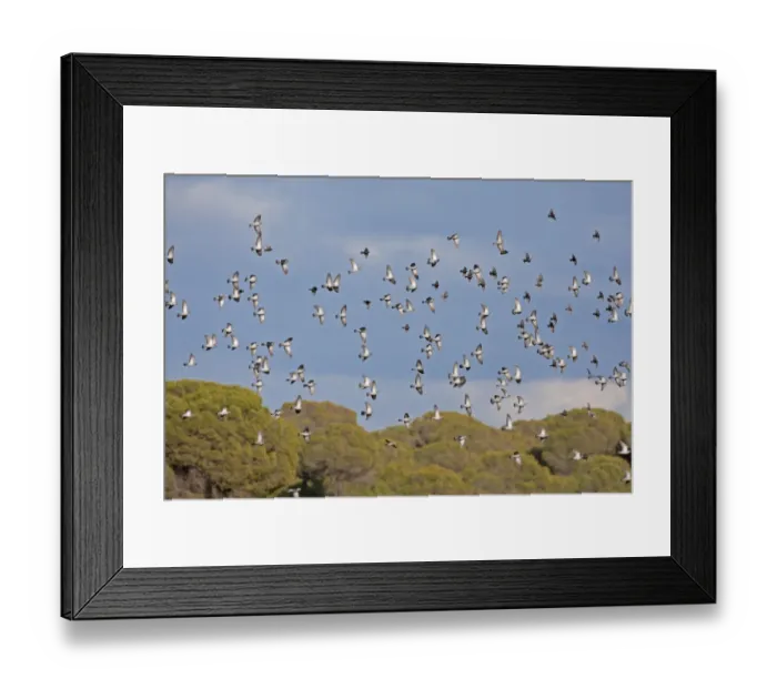 Framed Print : Stock Dove (Columba oenas) large winter flock, in flight, Spain, January Framed Print : Stock Dove (Columba oenas) large winter flock, in flight, Spain, January