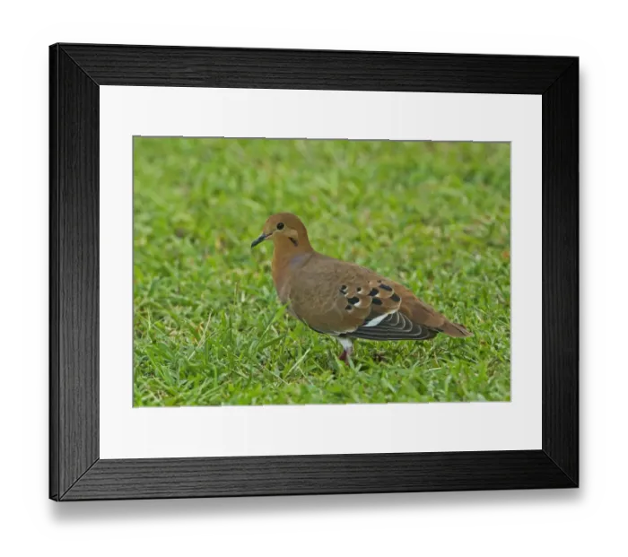 Framed Print : Zenaida Dove (Zenaida aurita aurita) adult, walking on lawn, St. Lucia, Windward Islands, Lesser Antilles, December