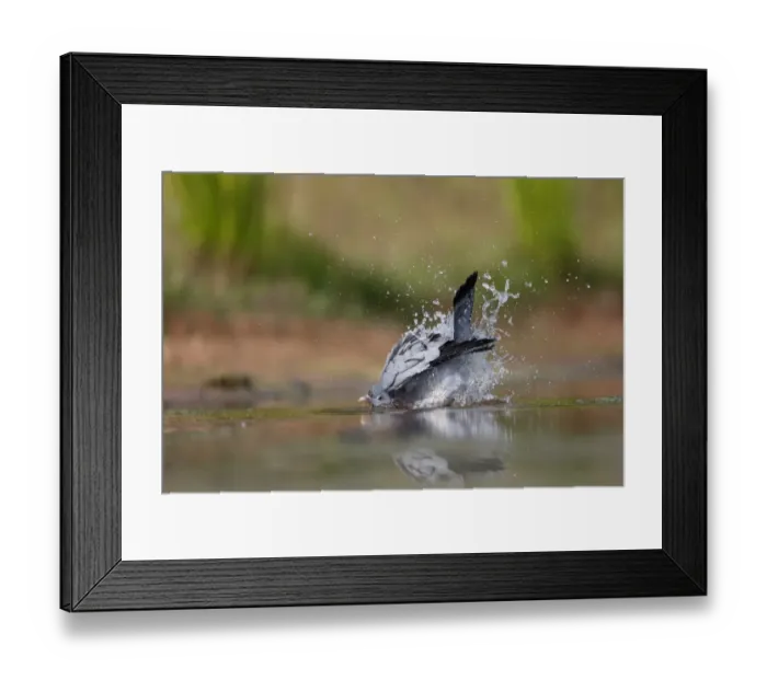 Framed Print : Stock Dove (Columba oenas) adult, bathing in water, Warwickshire, England, July Framed Print : Stock Dove (Columba oenas) adult, bathing in water, Warwickshire, England, July
