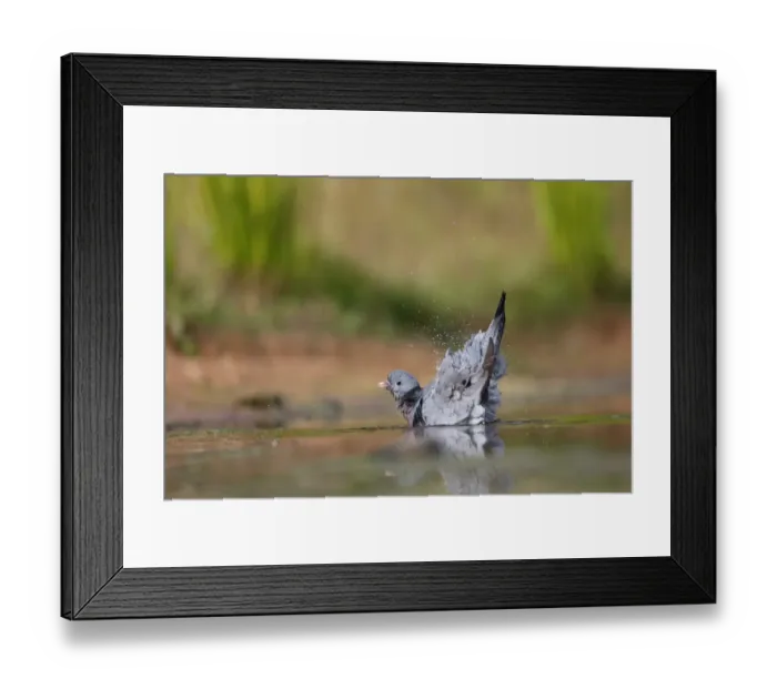 Framed Print : Stock Dove (Columba oenas) adult, bathing in water, Warwickshire, England, July