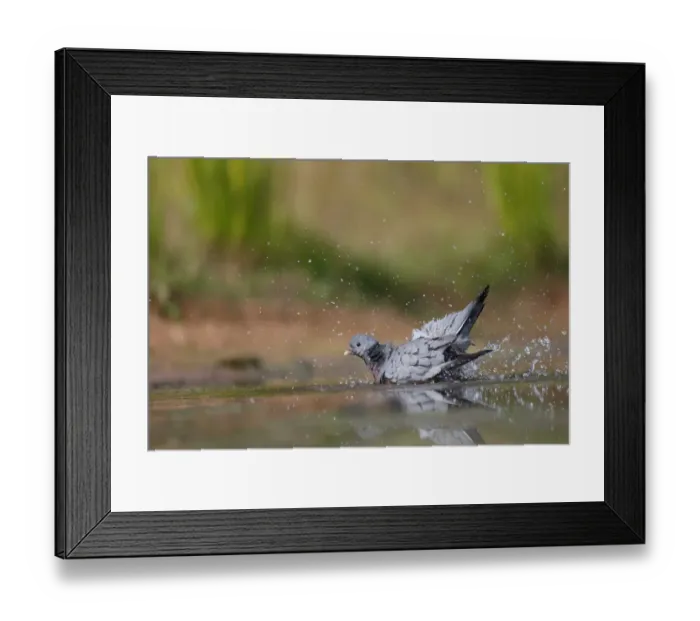Framed Print : Stock Dove (Columba oenas) adult, bathing in water, Warwickshire, England, July