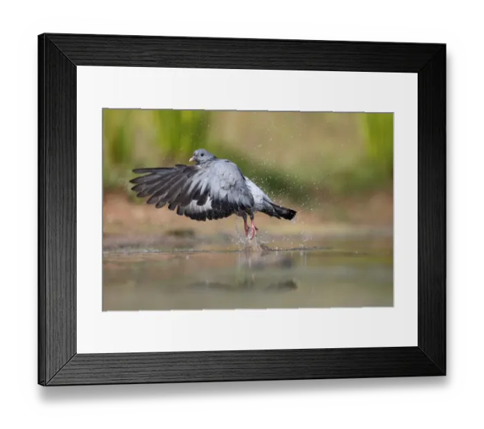 Framed Print : Stock Dove (Columba oenas) adult, in flight, taking off from water, Warwickshire, England, July Framed Print : Stock Dove (Columba oenas) adult, in flight, taking off from water, Warwickshire, England, July