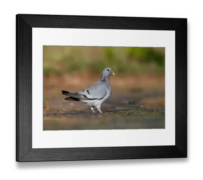 Framed Print : Stock Dove (Columba oenas) adult, drinking, Warwickshire, England, July Framed Print : Stock Dove (Columba oenas) adult, drinking, Warwickshire, England, July