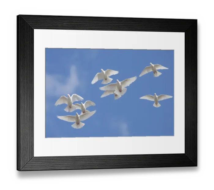 Framed Print : Domestic Dove (Columba livia domestica) eight adults, flock in flight, Norfolk, England, September Framed Print : Domestic Dove (Columba livia domestica) eight adults, flock in flight, Norfolk, England, September