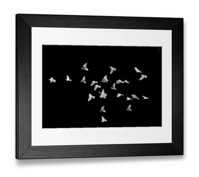 Framed Print : Domestic Dove (Columba livia domestica) white adults, flock in flight, against black background, Norfolk, England Framed Print : Domestic Dove (Columba livia domestica) white adults, flock in flight, against black background, Norfolk, England