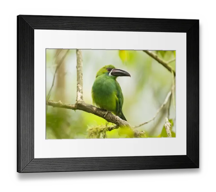Framed Print : Crimson-rumped Toucanet (Aulacorhynchus haematopygus) adult, perched on branch in montane rainforest, Andes, Ecuador Framed Print : Crimson-rumped Toucanet (Aulacorhynchus haematopygus) adult, perched on branch in montane rainforest, Andes, Ecuador