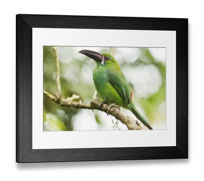 Framed Print : Crimson-rumped Toucanet (Aulacorhynchus haematopygus) adult, perched on branch in montane rainforest, Andes, Ecuador Framed Print : Crimson-rumped Toucanet (Aulacorhynchus haematopygus) adult, perched on branch in montane rainforest, Andes, Ecuador