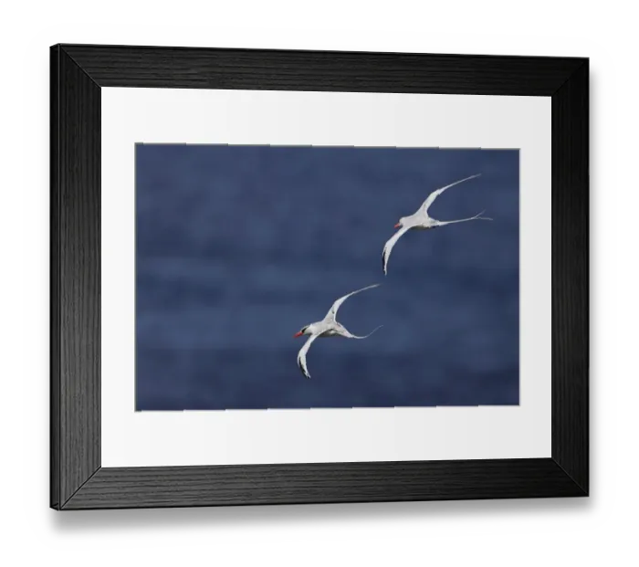 Framed Print : Black-headed Ibis (Threskiornis melanocephalus) adult, in flight, Keoladeo Ghana N. P. (Bharatpur), Rajasthan, India Framed Print : Black-headed Ibis (Threskiornis melanocephalus) adult, in flight, Keoladeo Ghana N. P. (Bharatpur), Rajasthan, India