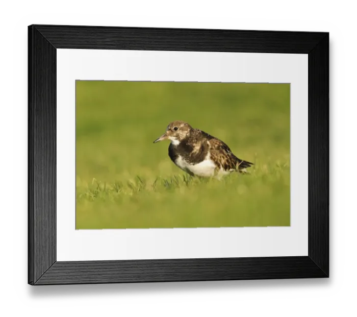 Framed Print : Ruddy Turnstone (Arenaria interpres) adult, winter plumage, foraging on lawn, Hunstanton, Norfolk, England, December Framed Print : Ruddy Turnstone (Arenaria interpres) adult, winter plumage, foraging on lawn, Hunstanton, Norfolk, England, December
