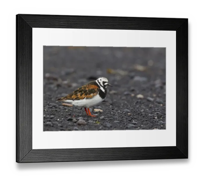 Framed Print : Ruddy Turnstone (Arenaria interpres) adult male, breeding plumage, standing on beach of lava pebbles Framed Print : Ruddy Turnstone (Arenaria interpres) adult male, breeding plumage, standing on beach of lava pebbles