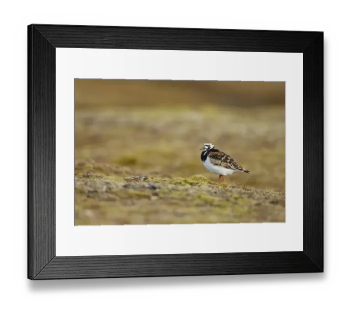 Framed Print : Ruddy Turnstone (Arenaria interpres) adult, breeding plumage, standing in arctic tundra, Svalbard, June