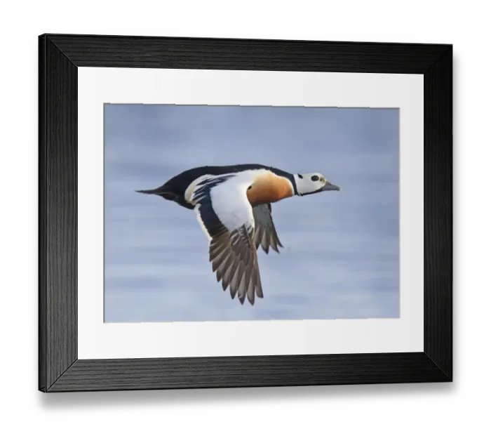 Framed Print : Asian Open-billed Stork (Anastomus oscitans) adult, in flight, Keoladeo Ghana N. P Framed Print : Asian Open-billed Stork (Anastomus oscitans) adult, in flight, Keoladeo Ghana N. P