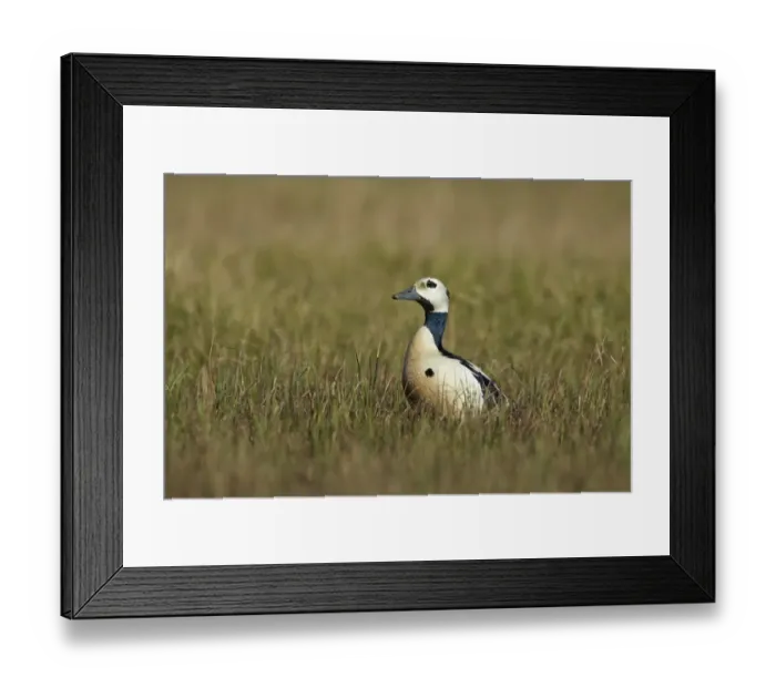 Framed Print : Stellers Eider (Polysticta stelleri) adult male, breeding plumage, standing on tundra, near Barrow, Alaska, U. S. A. June Framed Print : Stellers Eider (Polysticta stelleri) adult male, breeding plumage, standing on tundra, near Barrow, Alaska, U. S. A. June