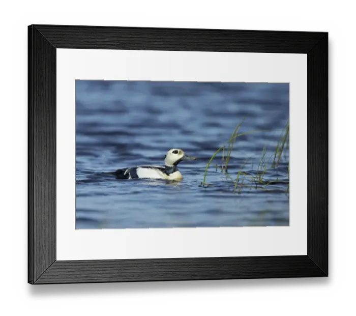 Framed Print : Stellers Eider (Polysticta stelleri) adult male, breeding plumage, swimming on tundra pool, near Barrow, Alaska, U. S. A Framed Print : Stellers Eider (Polysticta stelleri) adult male, breeding plumage, swimming on tundra pool, near Barrow, Alaska, U. S. A