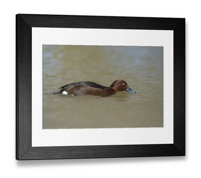 Framed Print : Ferruginous Duck (Aythya nyroca) adult male, filter feeding from surface of river (captive) Framed Print : Ferruginous Duck (Aythya nyroca) adult male, filter feeding from surface of river (captive)