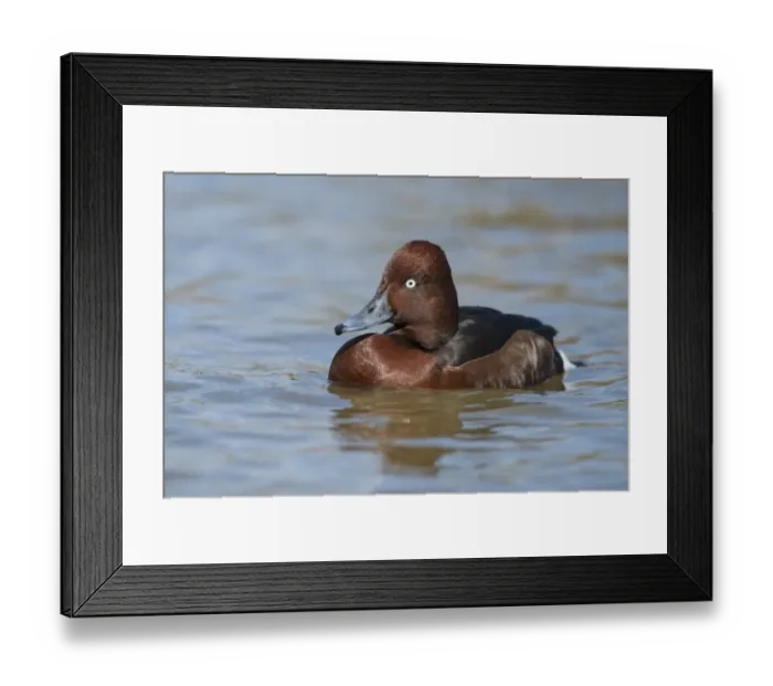 Framed Print : Ferruginous Duck (Aythya nyroca) adult male, swimming on river (captive) Framed Print : Ferruginous Duck (Aythya nyroca) adult male, swimming on river (captive)