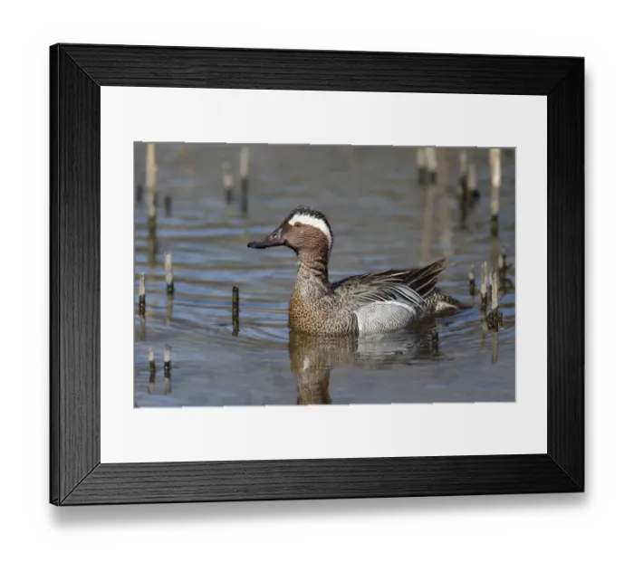 Framed Print : Garganey (Anas querquedula) adult male, swimming, Warwickshire, England, April Framed Print : Garganey (Anas querquedula) adult male, swimming, Warwickshire, England, April