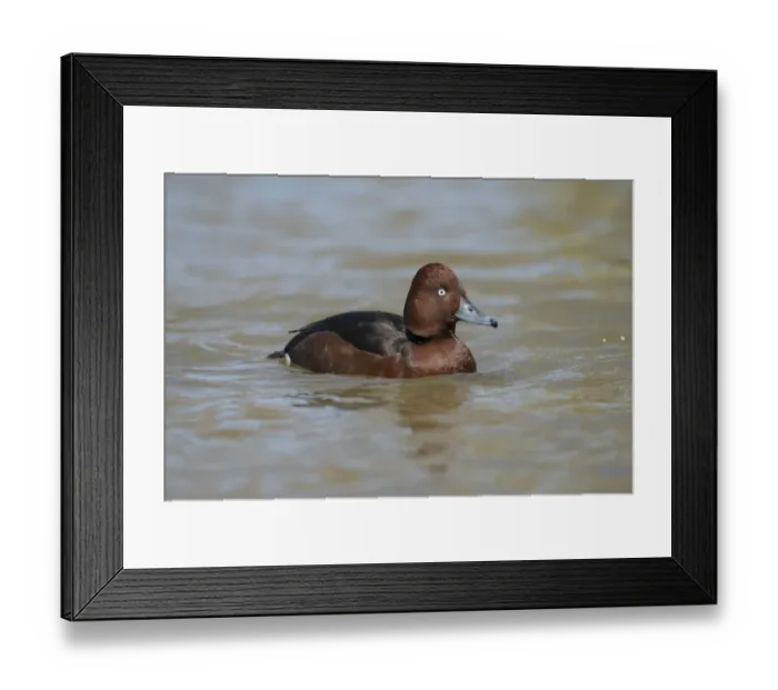Framed Print : Ferruginous Duck (Aythya nyroca) adult male, swimming on river (captive)