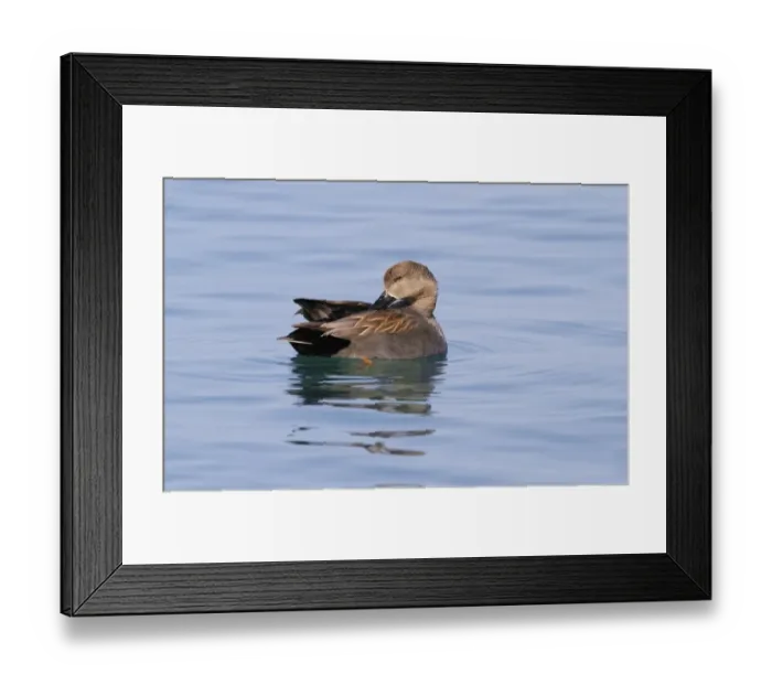 Framed Print : Gadwall (Anas strepera) adult male, preening on water, Lake Geneva, Switzerland, April Framed Print : Gadwall (Anas strepera) adult male, preening on water, Lake Geneva, Switzerland, April