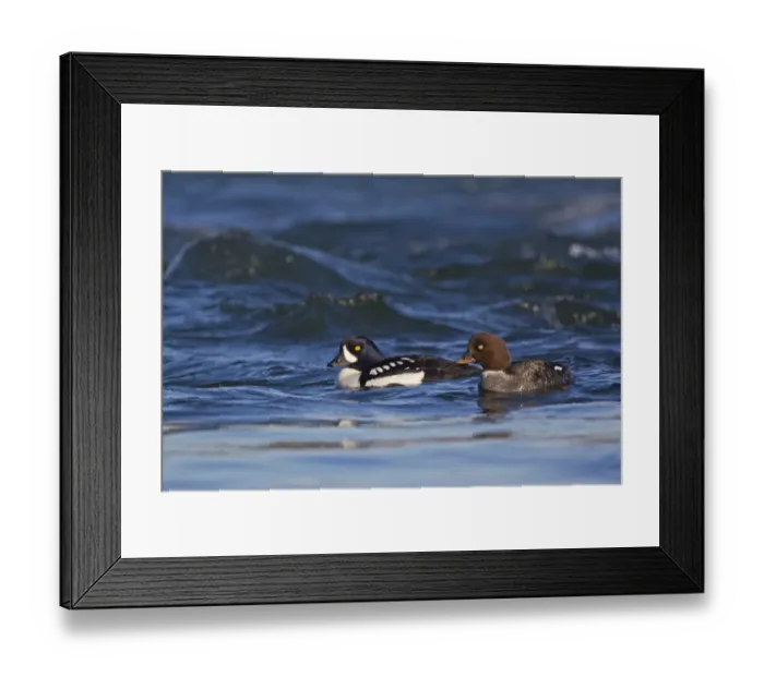 Framed Print : Barrows Goldeneye (Bucephala islandica) adult pair, swimming on river, Myvatn, Iceland, May Framed Print : Barrows Goldeneye (Bucephala islandica) adult pair, swimming on river, Myvatn, Iceland, May