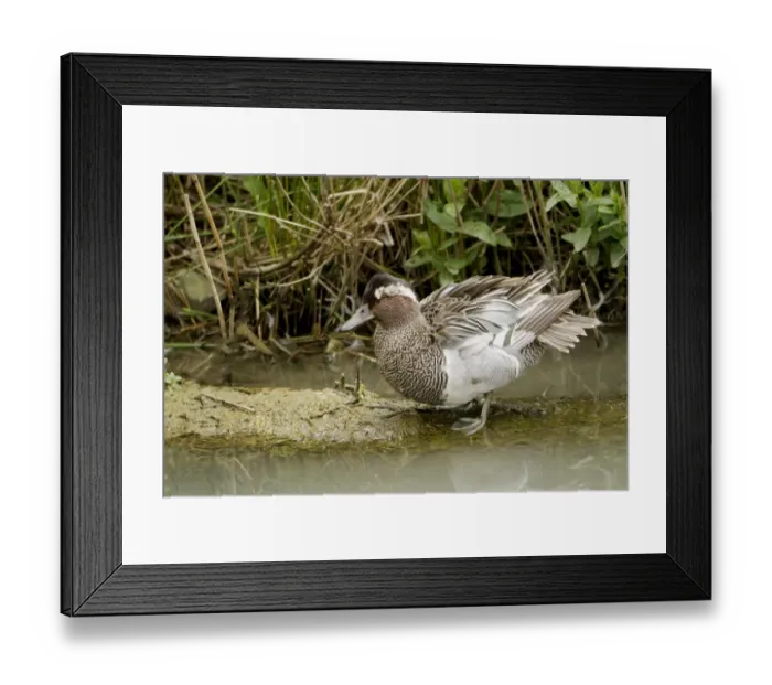 Framed Print : Garganey (Anas querquedula) adult male, with feathers ruffled, standing on mud spit beside water, Sussex, England, June Framed Print : Garganey (Anas querquedula) adult male, with feathers ruffled, standing on mud spit beside water, Sussex, England, June