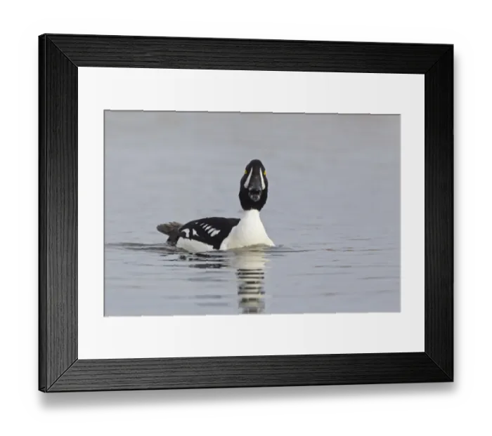 Framed Print : Barrows Goldeneye (Bucephala islandica) adult male, calling, swimming on river, Myvatn, Iceland, May Framed Print : Barrows Goldeneye (Bucephala islandica) adult male, calling, swimming on river, Myvatn, Iceland, May