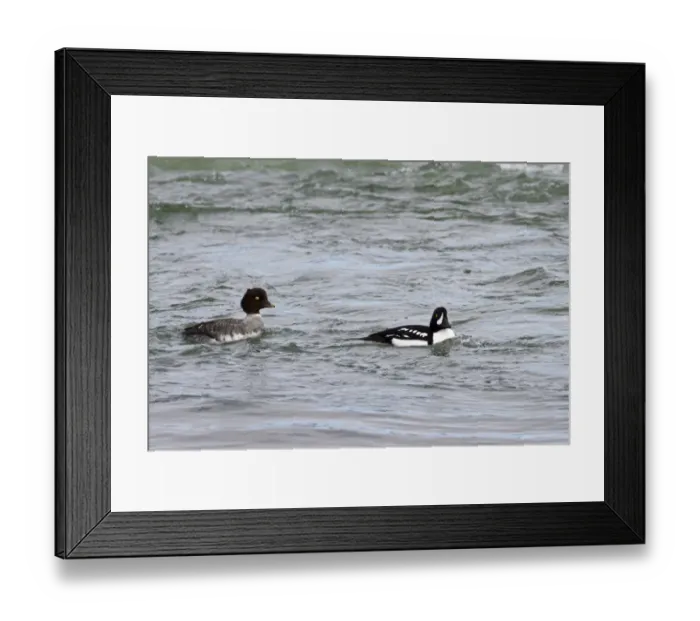 Framed Print : Barrows Goldeneye (Bucephala islandica) adult pair, swimming on river, Myvatn, Iceland, May Framed Print : Barrows Goldeneye (Bucephala islandica) adult pair, swimming on river, Myvatn, Iceland, May