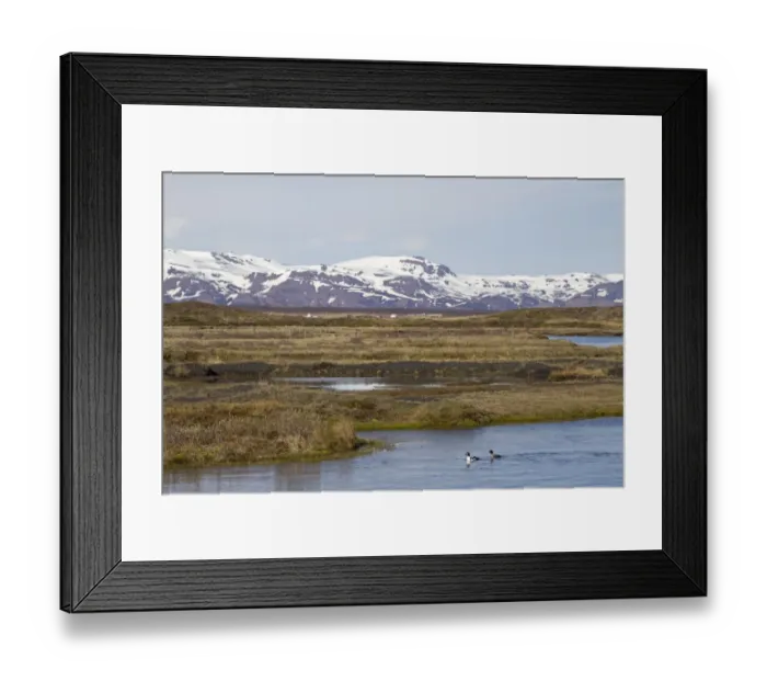 Framed Print : Barrows Goldeneye (Bucephala islandica) adult pair, swimming on river in habitat Framed Print : Barrows Goldeneye (Bucephala islandica) adult pair, swimming on river in habitat