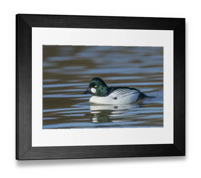 Framed Print : Common Goldeneye (Bucephala clangula) adult male, swimming on river, Norfolk, England, March Framed Print : Common Goldeneye (Bucephala clangula) adult male, swimming on river, Norfolk, England, March