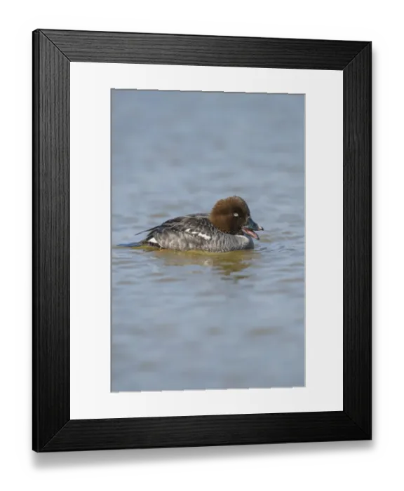 Framed Print : Common Goldeneye (Bucephala clangula) adult female, calling, swimming on river, Norfolk, England, April