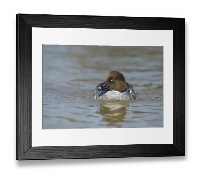 Framed Print : Common Goldeneye (Bucephala clangula) adult female, swimming on river, Norfolk, England, April Framed Print : Common Goldeneye (Bucephala clangula) adult female, swimming on river, Norfolk, England, April