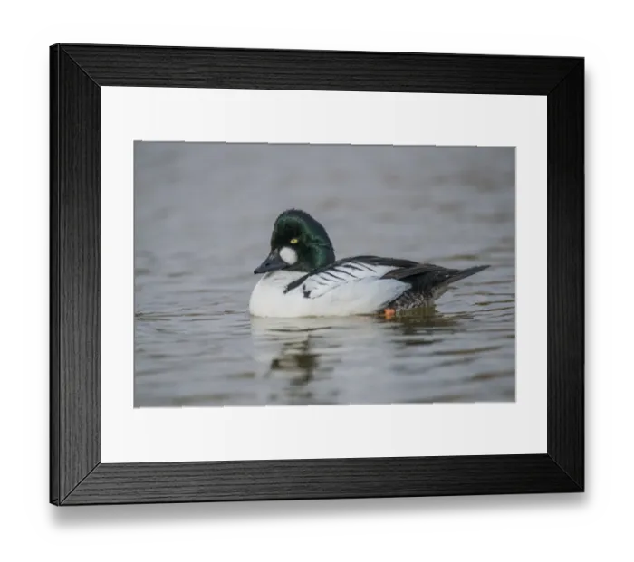 Framed Print : Common Goldeneye (Bucephala clangula) adult male, swimming on river, Norfolk, England, March Framed Print : Common Goldeneye (Bucephala clangula) adult male, swimming on river, Norfolk, England, March