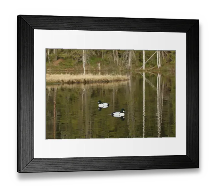 Framed Print : Common Goldeneye (Bucephala clangula) two adult males, swimming on taiga forest pool, Pinega Forest Reserve Framed Print : Common Goldeneye (Bucephala clangula) two adult males, swimming on taiga forest pool, Pinega Forest Reserve